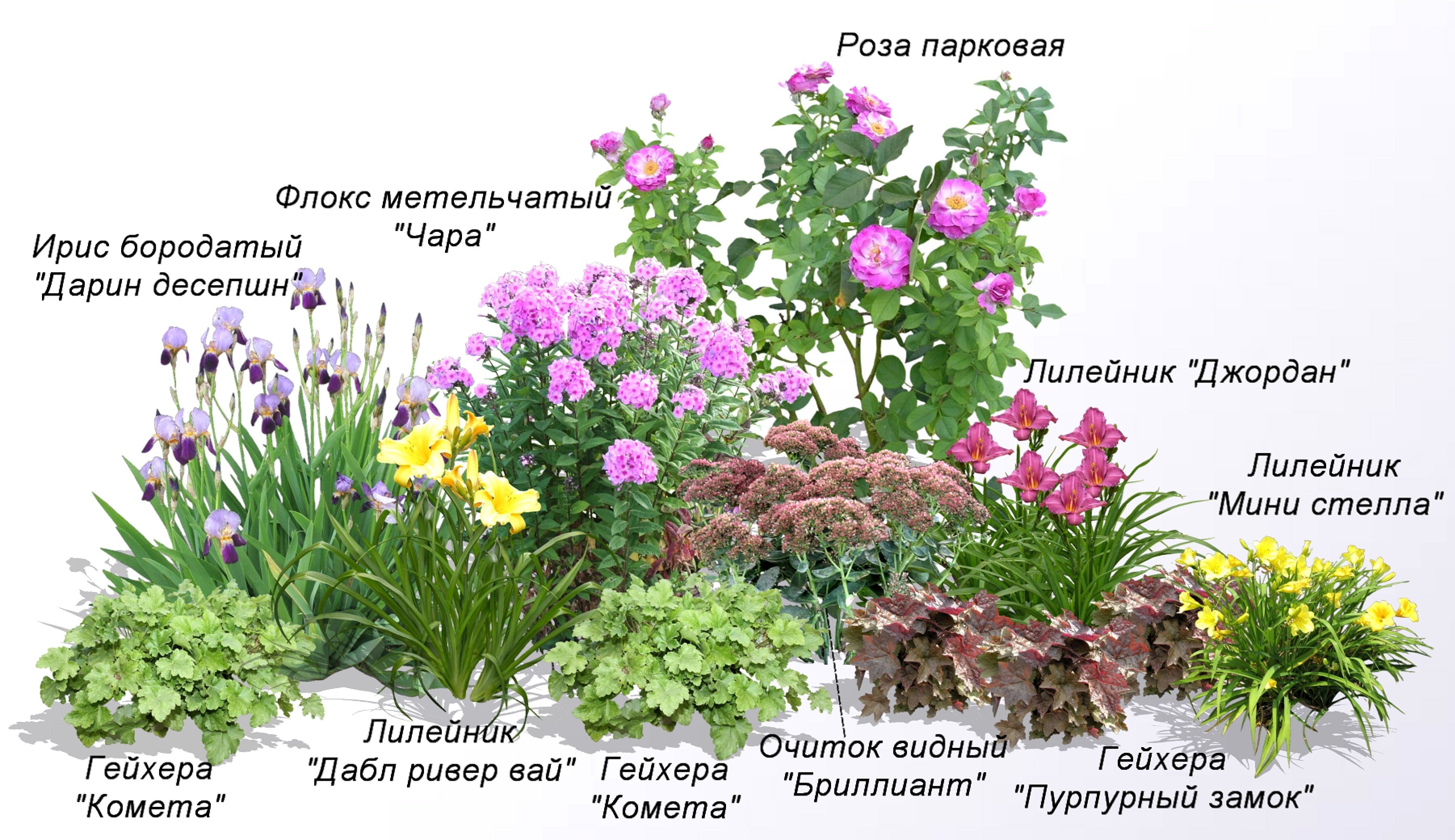 Какие цветы посадить летом на даче • чтобы многолетние цвели