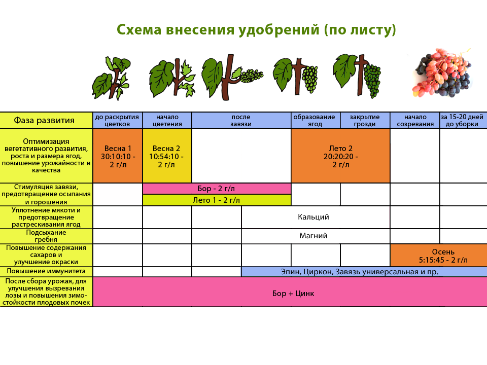 Схема подкормки плодовых деревьев