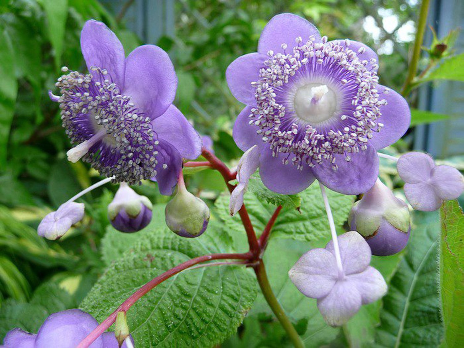 Дайнанте caerulea