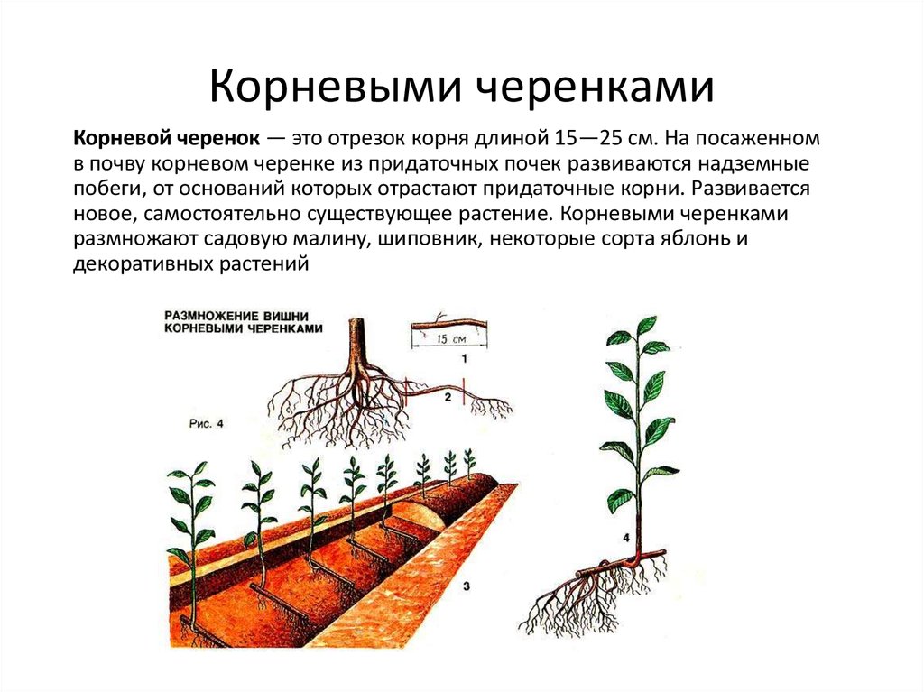 Корневин для рассады и черенков: как использовать и разводить, инструкция по применению