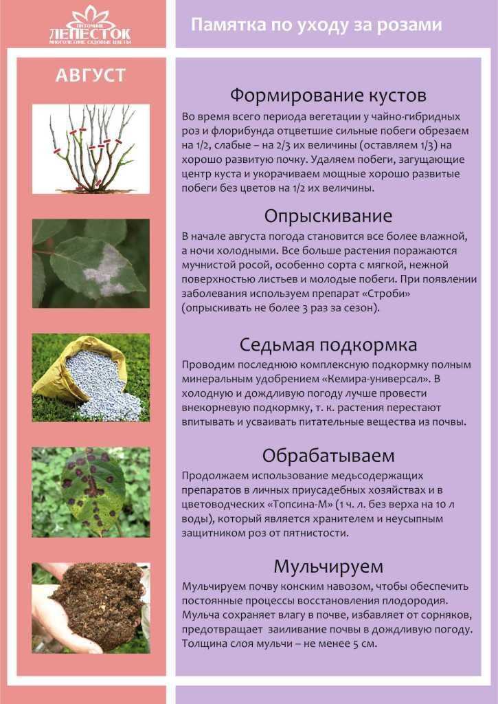 Удобрение роз: подкормки, уход, посадка, полив