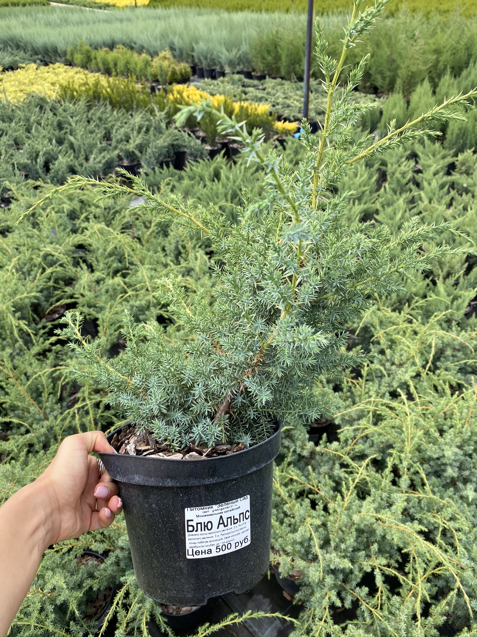 Можжевельник "блю альпс": описание, посадка и уход, фото