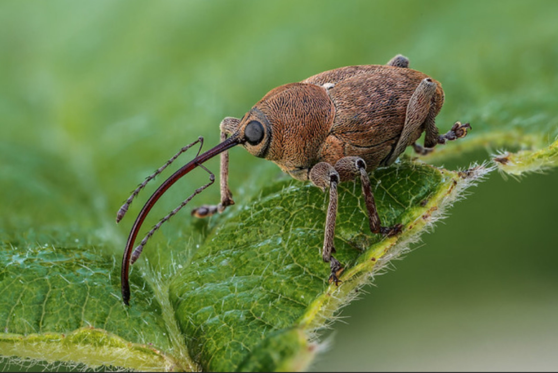 Долгоносики на кухне: как избавиться от прожорливых амбарных жучков