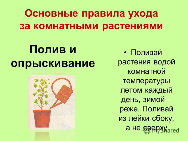 Учимся ухаживать за растениями. Правилам ухода за комнатными растениями. Правило ухода за домашними растениями. Общие правила ухода за комнатными растениями. Основные правила ухода за комнатными цветами.