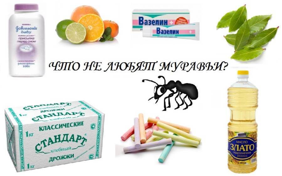 Появились мелкие муравьи в квартире, как избавиться