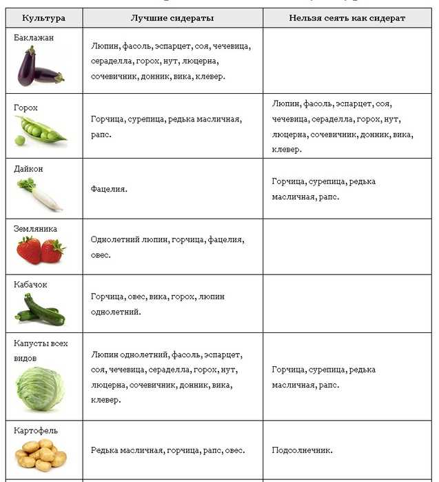 Что такое сидераты — зачем нужны и как их применять на даче и огороде