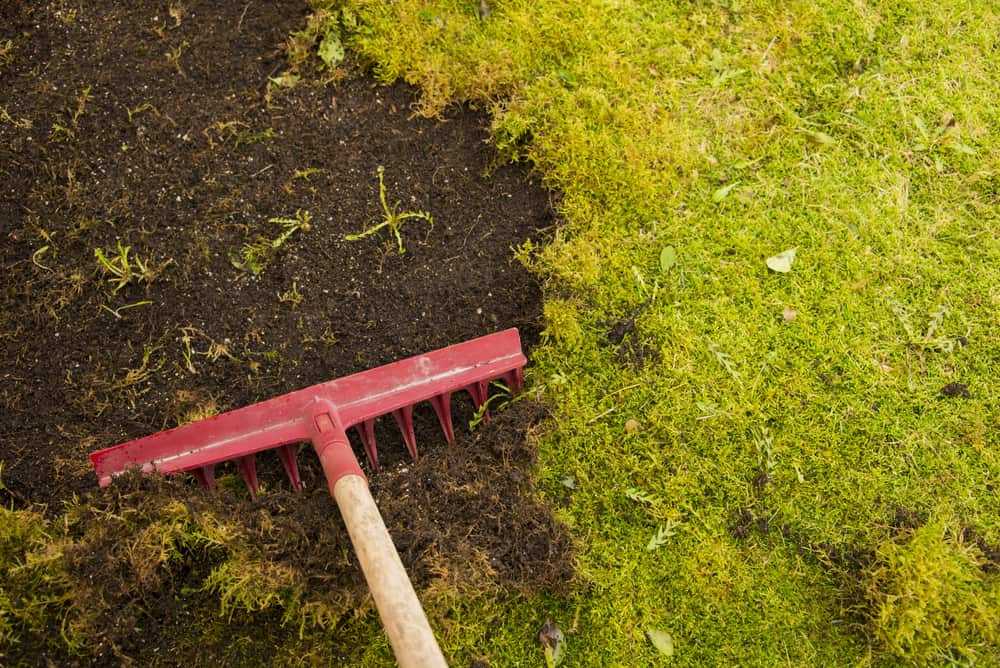 Как избавиться от мха на садовом участке: способы борьбы