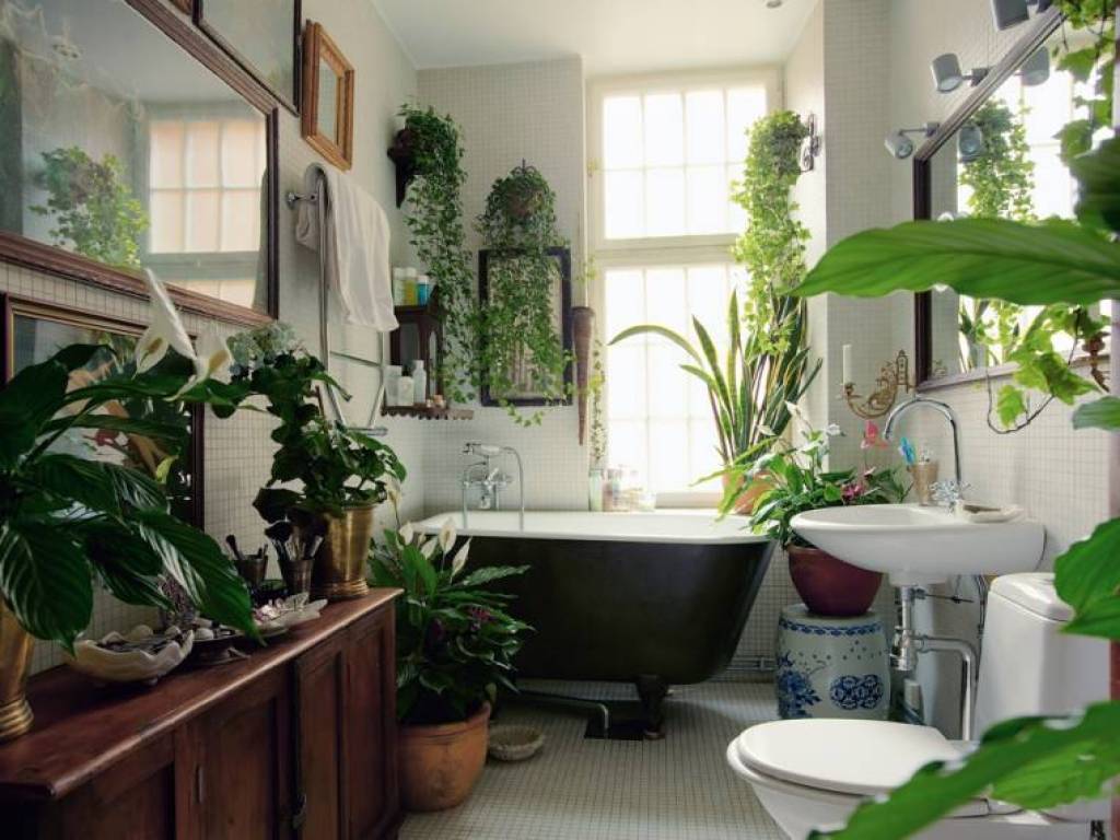 Топ растений для ванной комнаты, какие растения выбрать для озеленения ванной комнаты