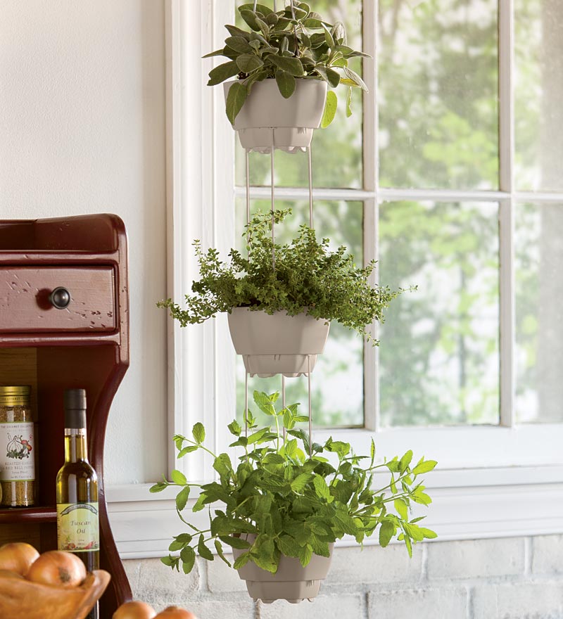 Лучшие комнатные цветы для кухни, какие растения выбрать