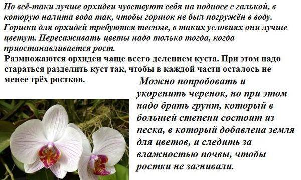 Орхидеи: уход в домашних условиях, их рост в природе, и как правильно ухаживать за комнатным цветком в горшке, чтобы были бутоны, каким должен быть полив?