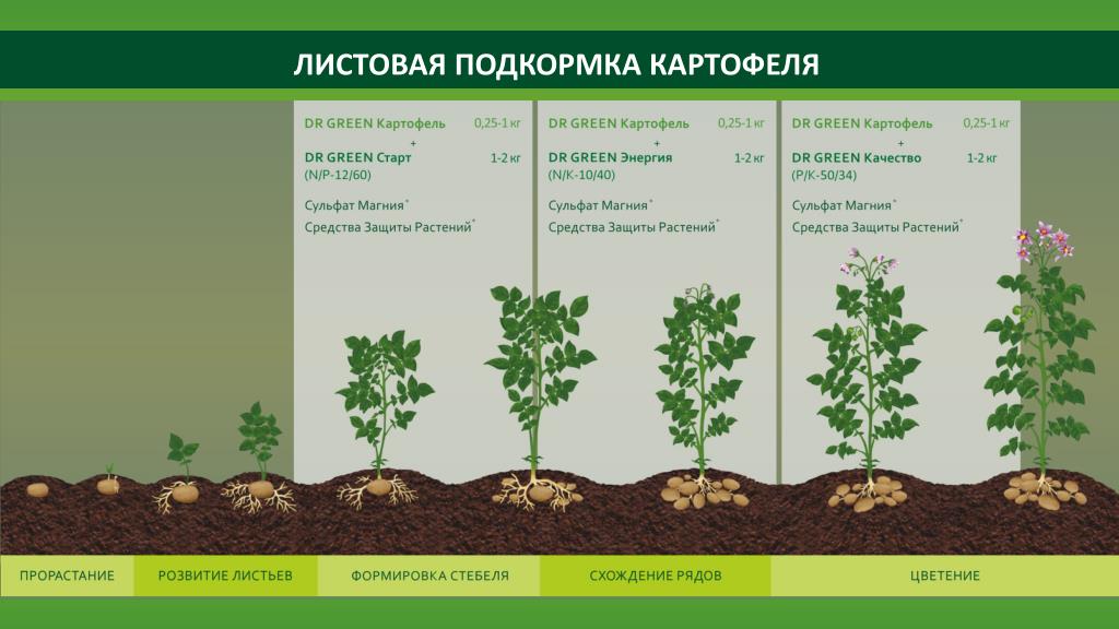 Почему картофель не дает урожай: 5 основных ошибок