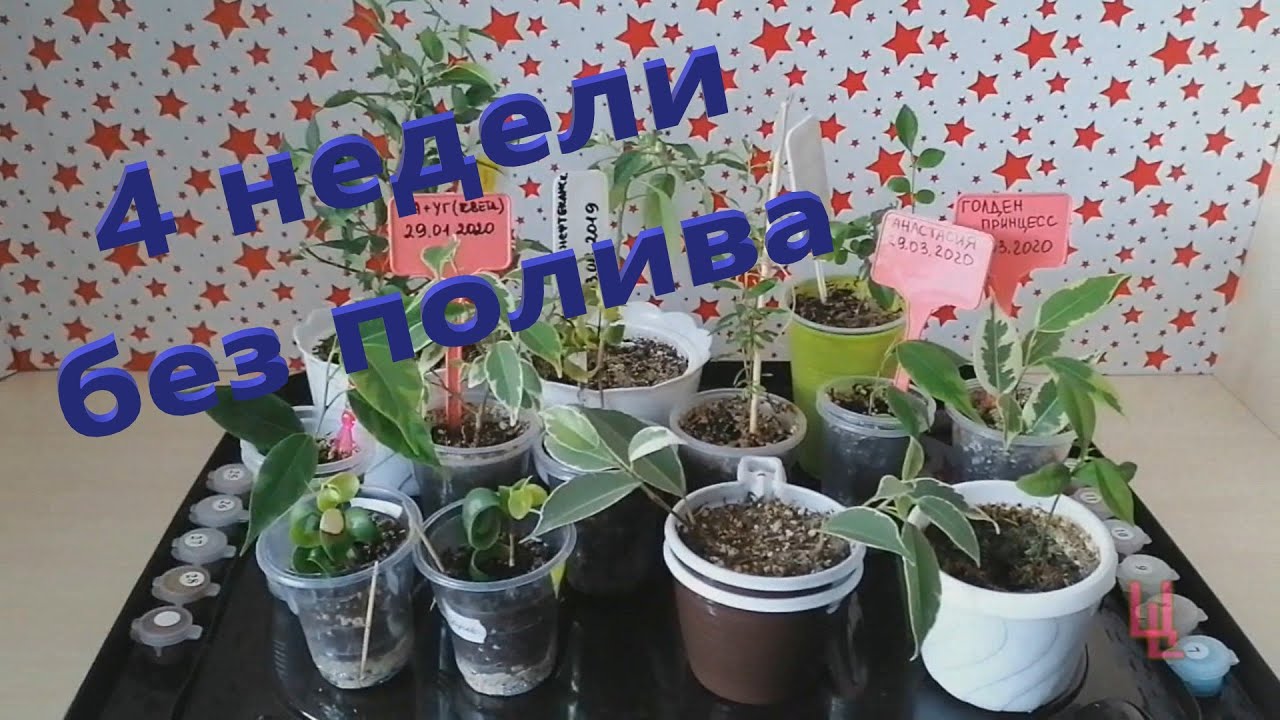 Как сохранить комнатные цветы на время отпуска
