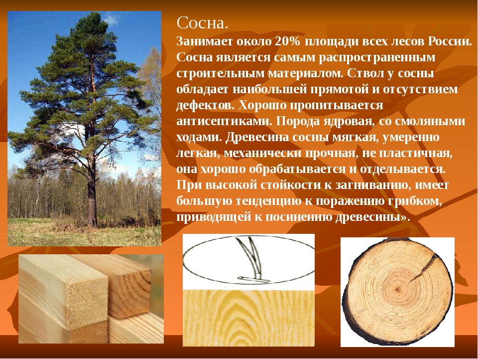Как выбрать древесину для постройки дома - обзор пород древесины, рекомендации, какую лучше выбрать