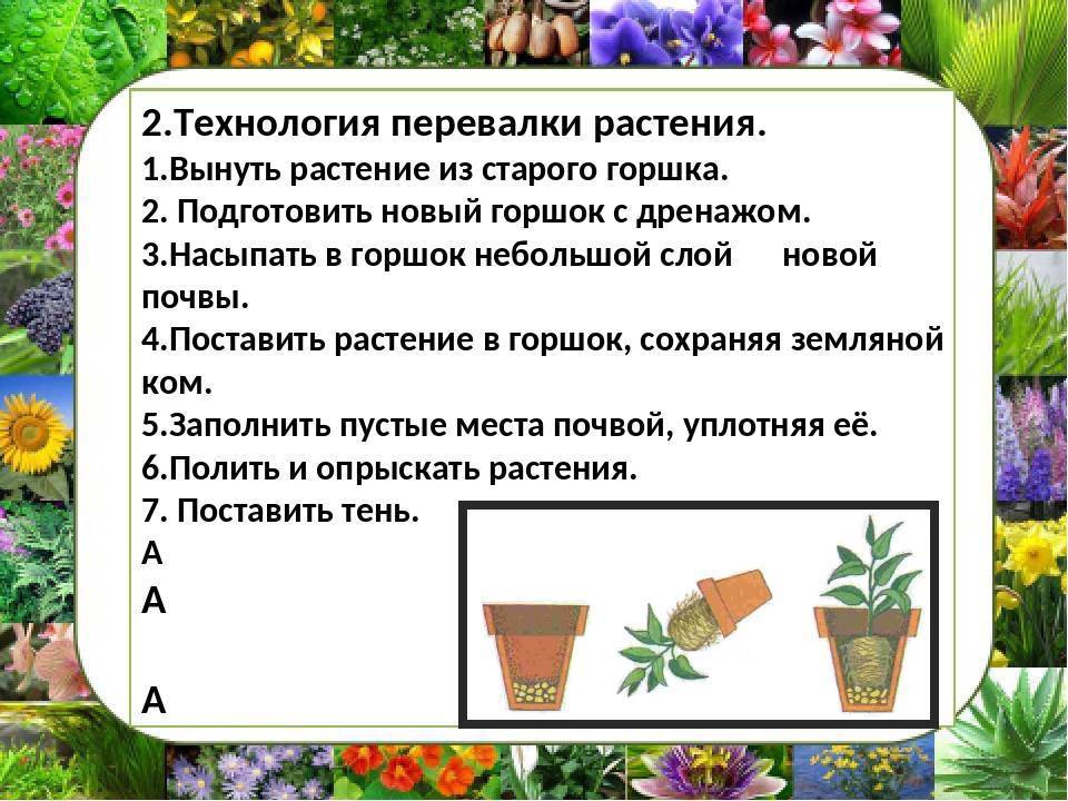 Видеоурок растения. Перевалка комнатных растений. Пересадка и перевалка комнатных растений. Технология перевалки растений. Технология перевалки комнатных растений..