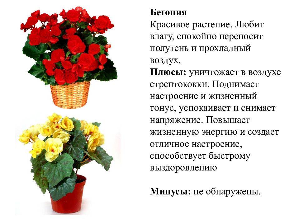 Уход за бегонией в домашних условиях