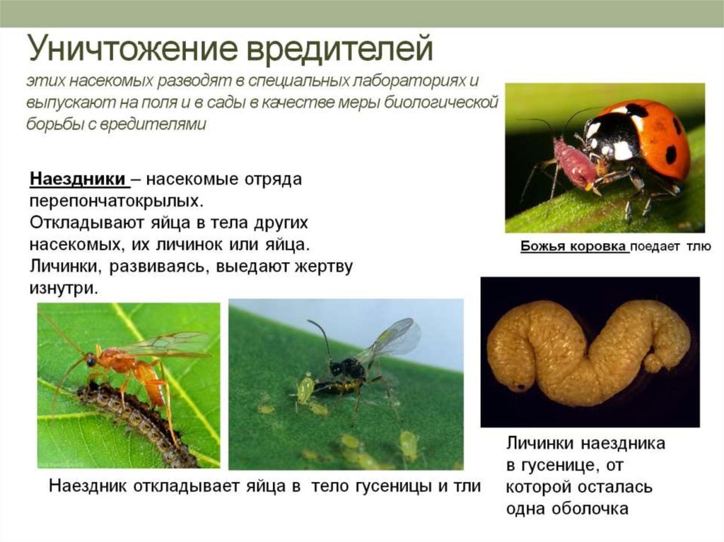 10 самых полезных насекомых, деятельность которых важна для всего человечества
