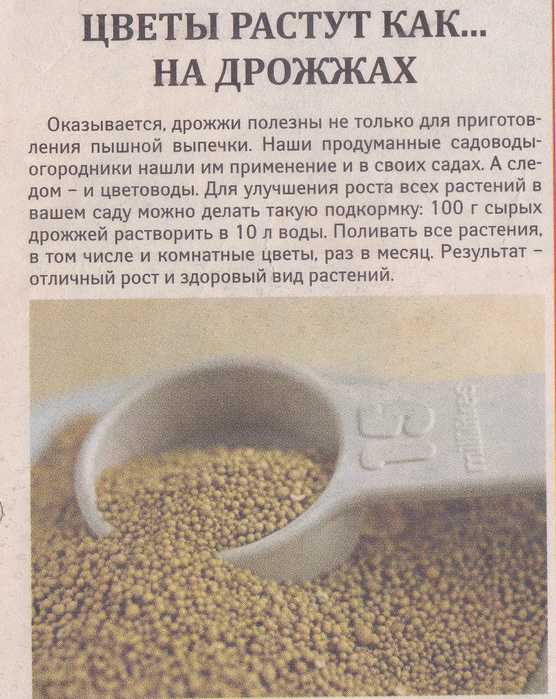 Дрожжи – отличное удобрение для овощей