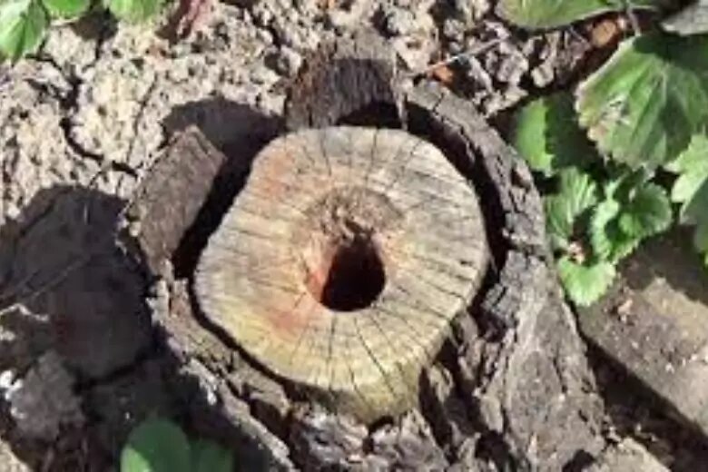 Как убрать пень без корчевания селитрой