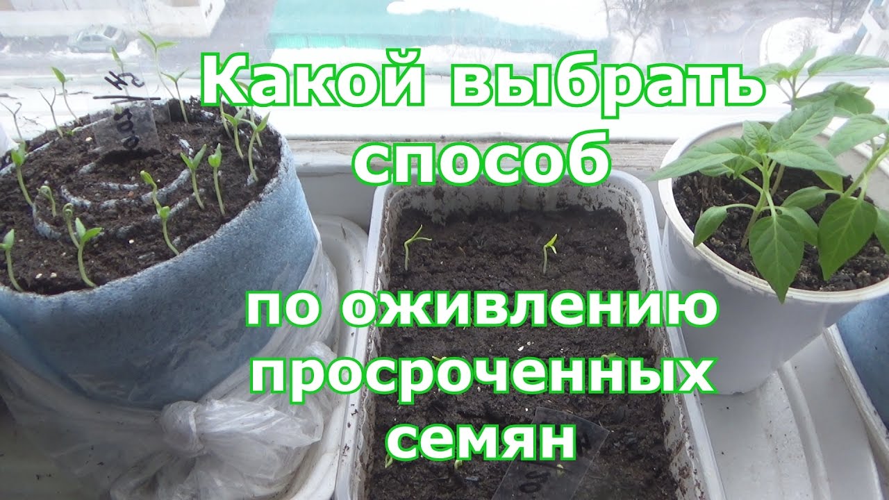 15 продуктов, которые можно есть после истечения срока годности :: инфониак