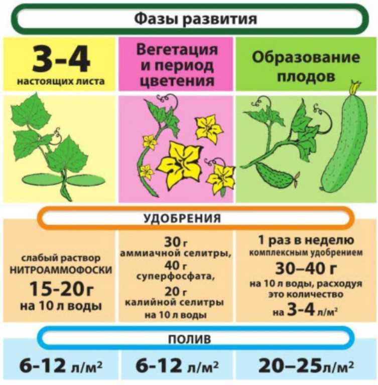 Подкормка огурцов в августе для большого урожая в теплице и открытом грунте
