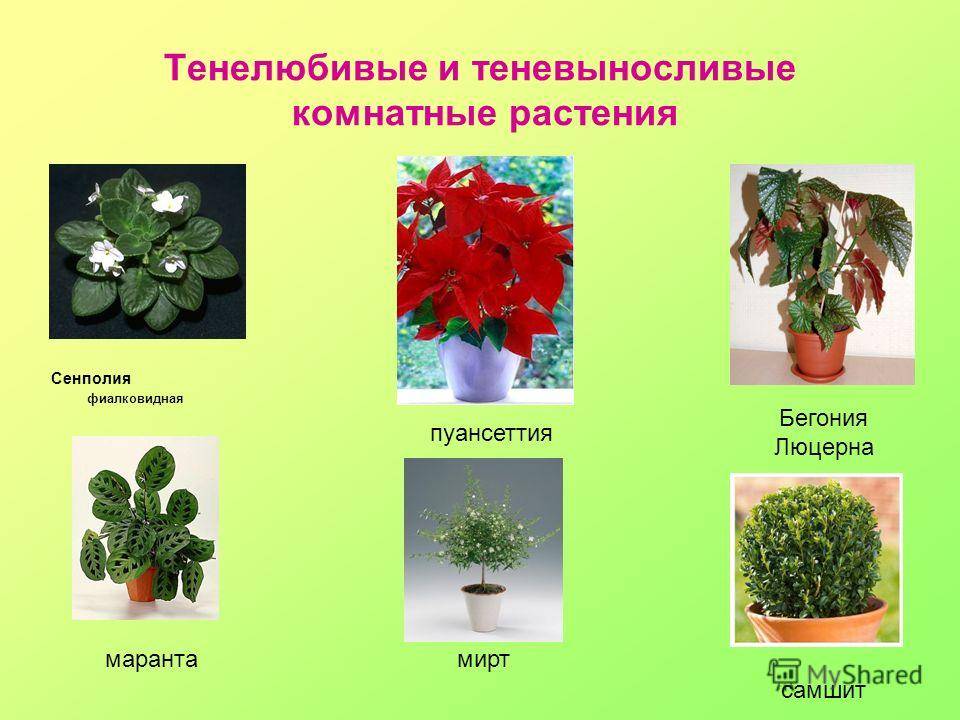 15 самых простых в уходе комнатных растений