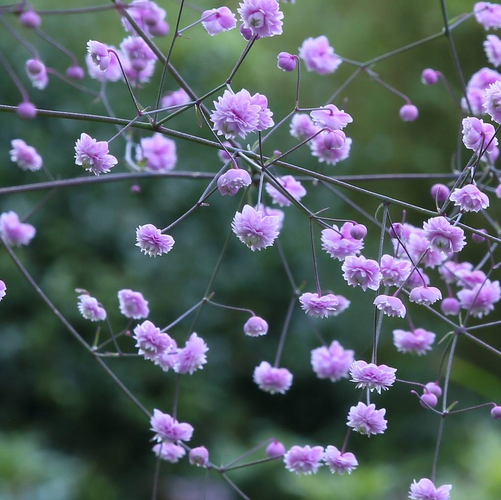 Василистник: фото, виды, описание, разведение и особенности ухода - sadovnikam.ru