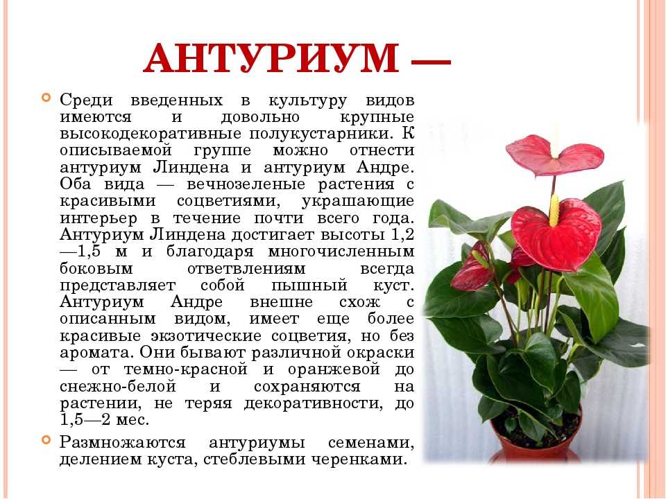 Антуриум - уход в домашних условиях, размножение и пересадка