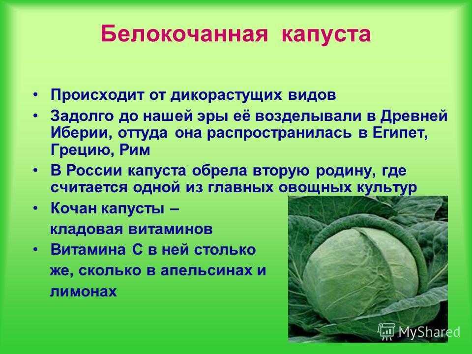 Лучшие сорта капусты – названия, описание, фото