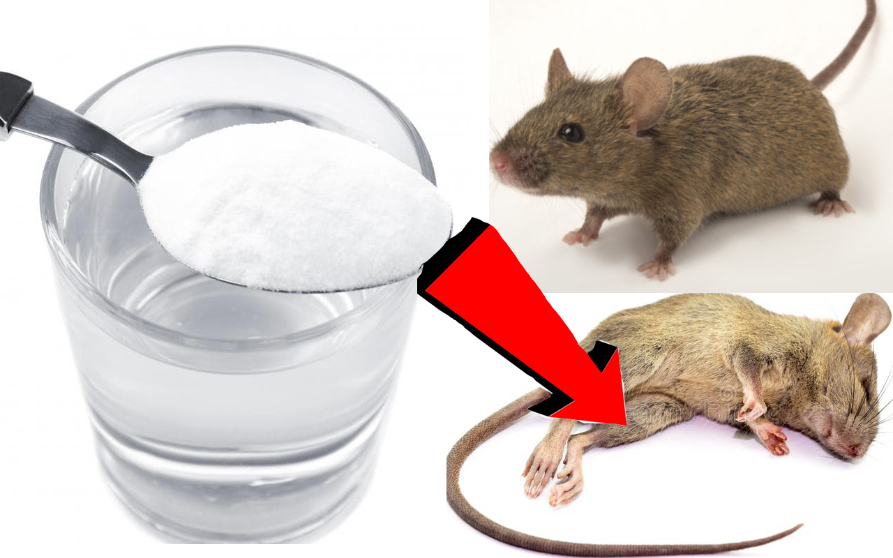 Избавиться от домашних мышей