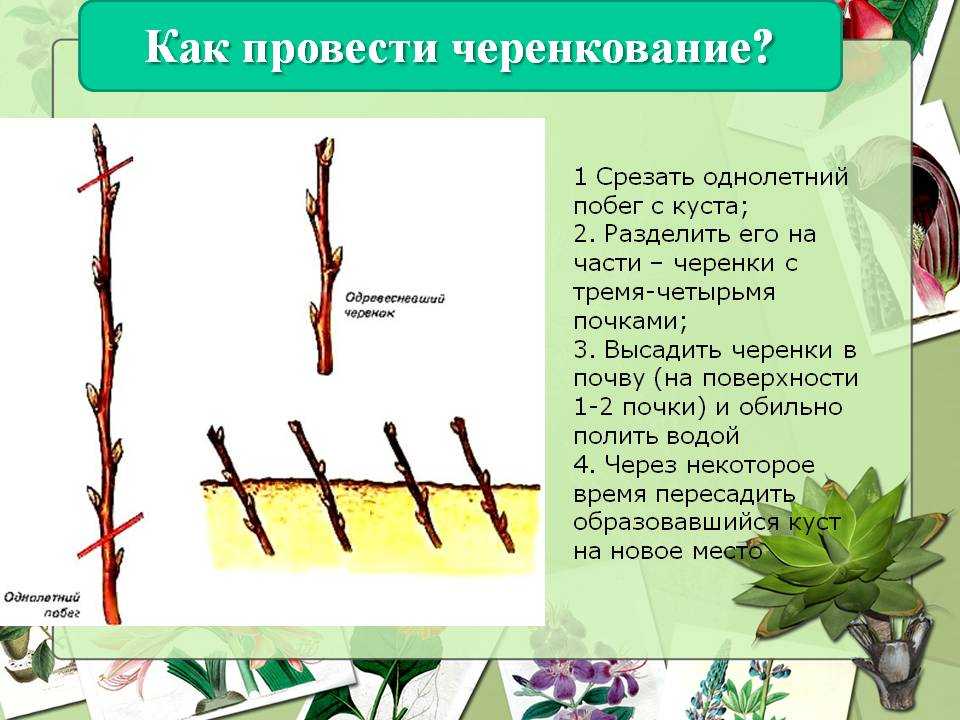 Как вырастить розу из черенка / асиенда.ру