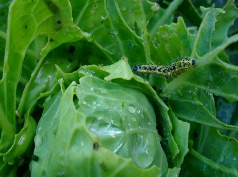Вредители смородины: описание самых опасных насекомых и методов борьбы с ними