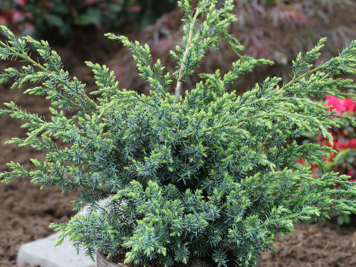 Можжевельник – виды и сорта