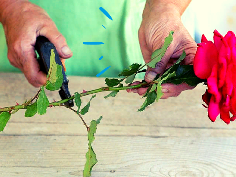 Выращивание розы из букета в домашних. Черенки роз. Черенкование роз.