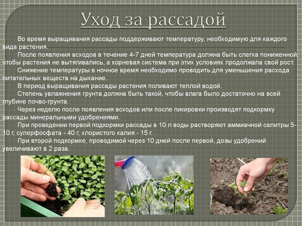 Как правильно подготовить семена к посеву