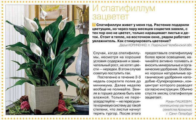 Спатифиллум  - уход в домашних условиях, описание видов, цветение, видео