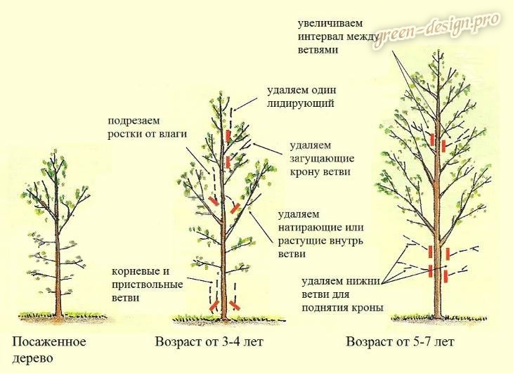 Способы заставить деревья плодоносить быстрее - копилочка универсальная