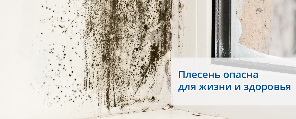 Чем опасна черная плесень в доме: угроза квартире и человеку - точка j