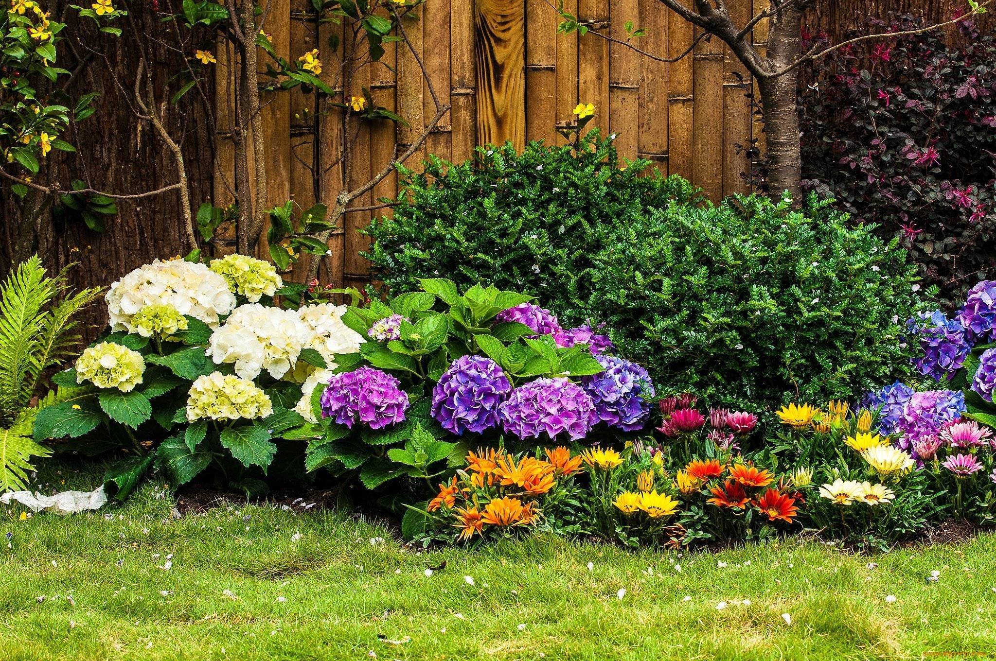 30 неприхотливых многолетних долгоцветущих цветов для сада, которые не потребуют от вас особого ухода. названия и фото