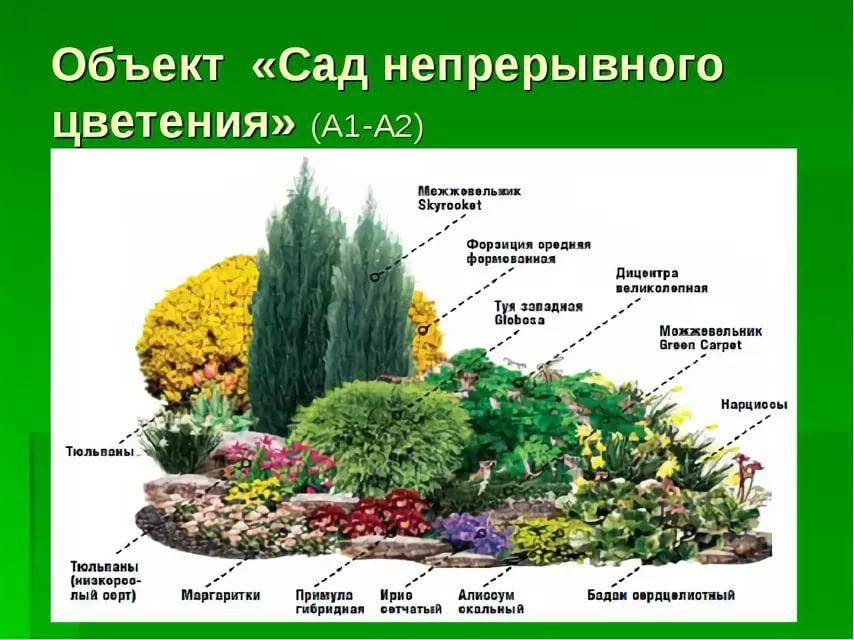 Миксбордеры из многолетников (47 фото): создаем своими руками