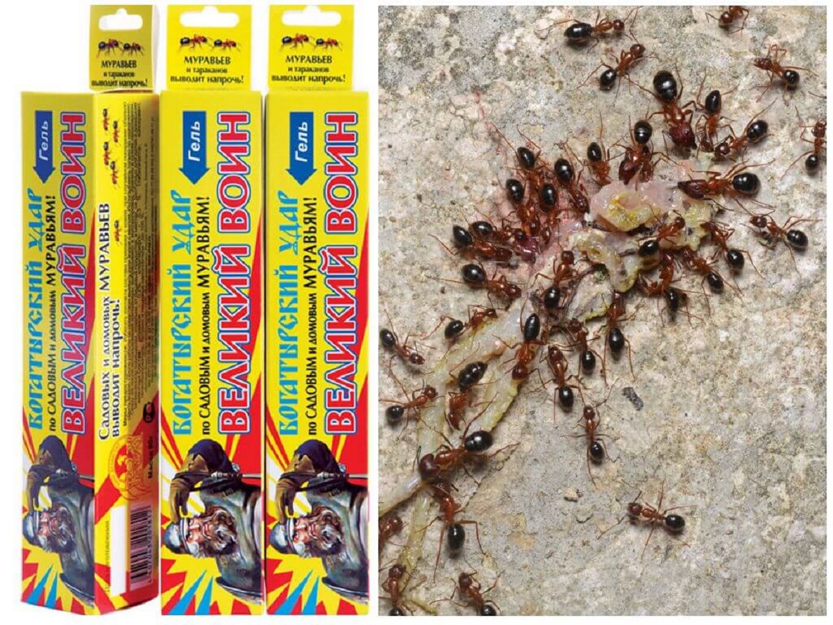Откуда берутся мелкие муравьи в квартире и как от них избавиться