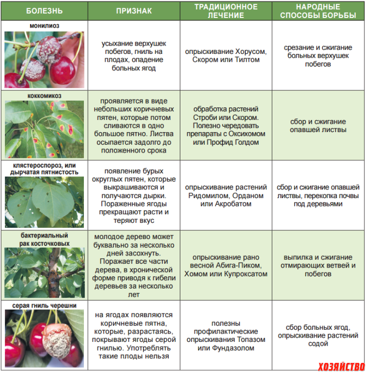 Весенняя обработка клубники: как уберечь ягоду от вредителей и болезней