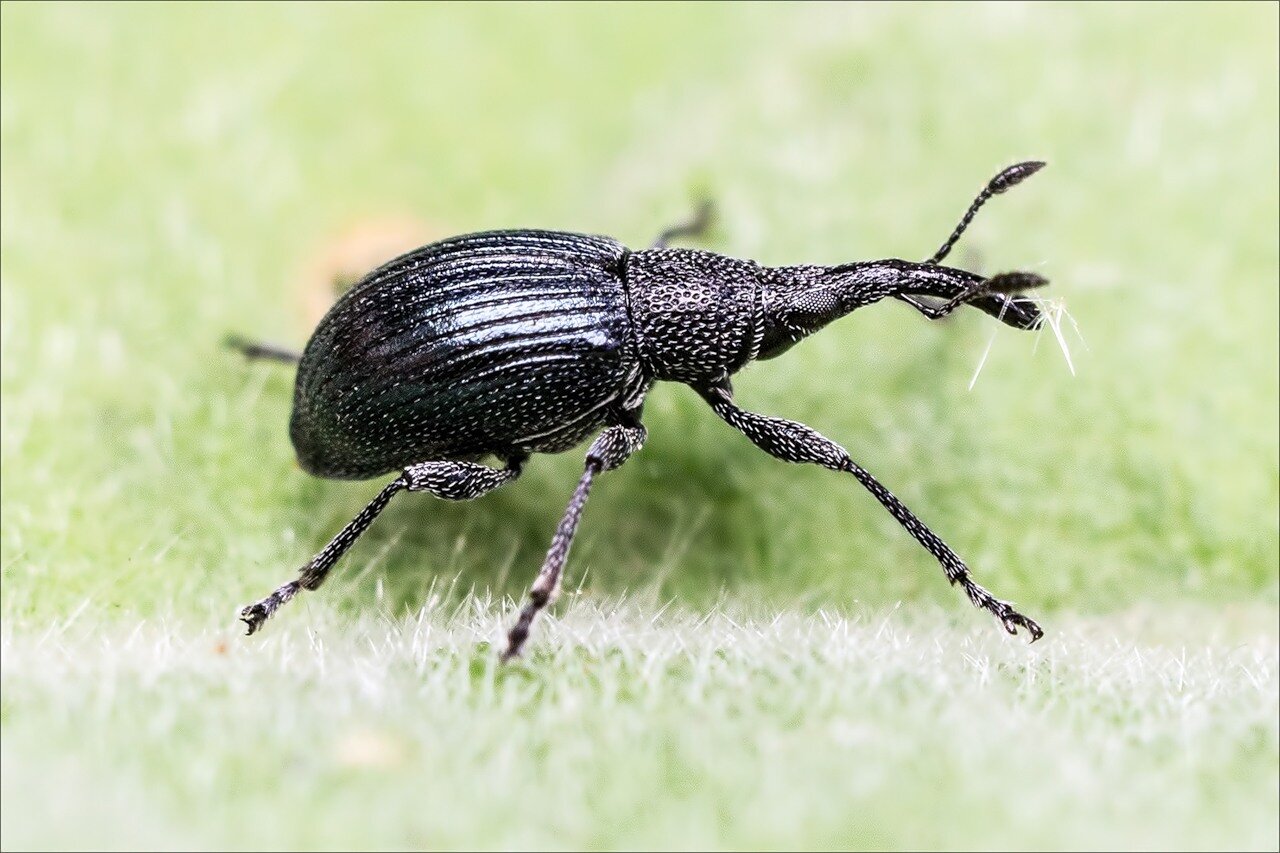 Долгоносики в квартире: как избавиться и чем вывести жука