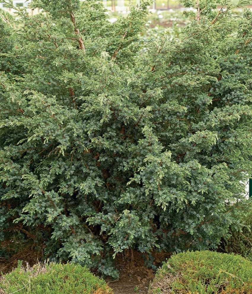 Можжевельник блю альпс - описание: китайский хвойник чешуйчатый , juniperus chinensis blue alps в ландшафтном дизайне, посадка и уход