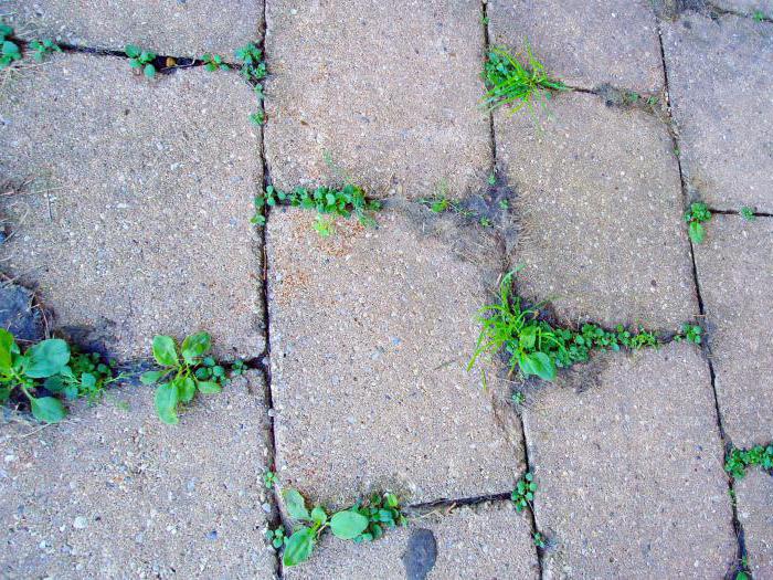 Как избавиться от травы между тротуарной плиткой: убрать чтобы не росла трава, средство для удаления