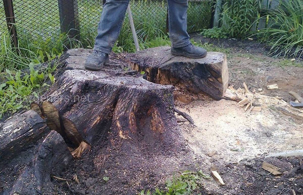 Как выкорчевать пень без усилий быстро на участке? убираем пень от спиленного дерева