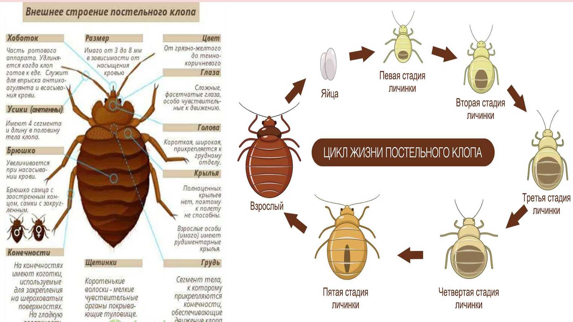 Клопы в квартире: как от них избавиться навсегда с помощью проверенных рецептов