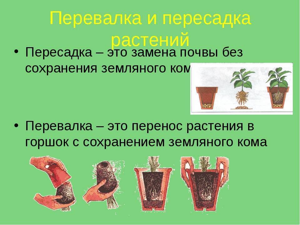 Как правильно пересаживать комнатные цветы в горшках | клуб цветоводов