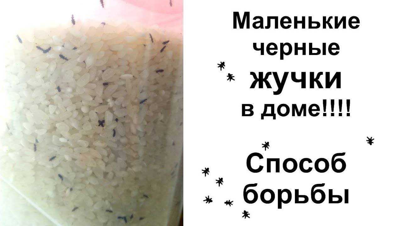 Жучки в крупе: почему появляются, как вывести и не допустить появление