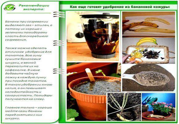 Банановая кожура как удобрение для комнатных растений и цветов: плюсы и минусы подкормки