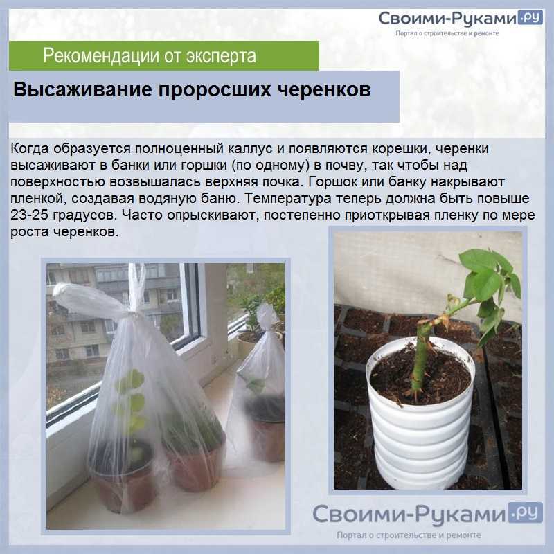 Как вырастить розу из черенка?